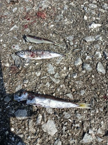 サゴシの釣果
