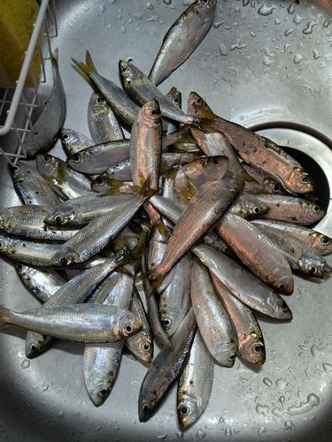 サッパの釣果