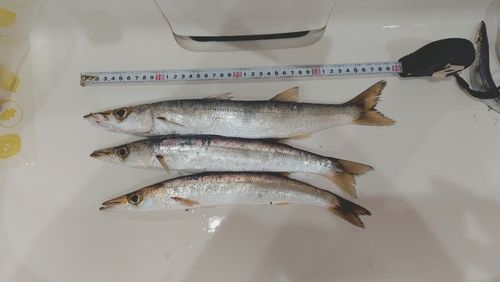 アカカマスの釣果