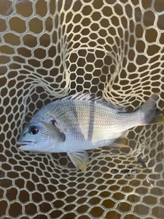 キビレの釣果
