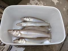 キスの釣果