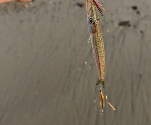 カマスの釣果