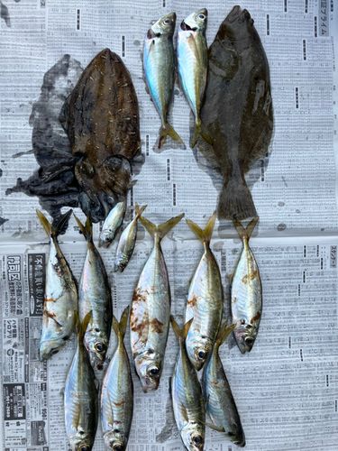 アジの釣果