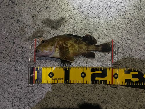 タケノコメバルの釣果