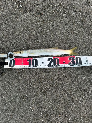アカカマスの釣果
