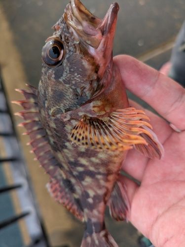カサゴの釣果
