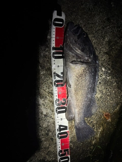 ソイの釣果