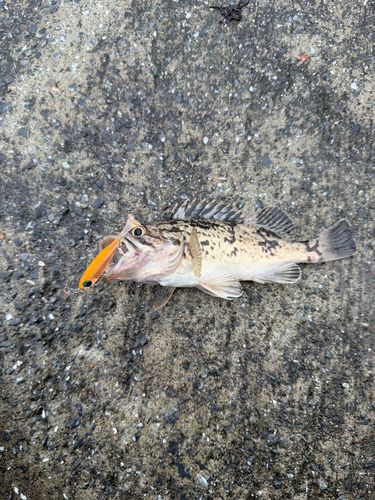 釣果