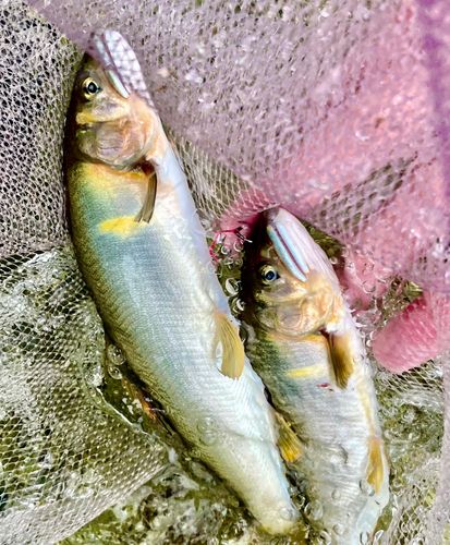 アユの釣果