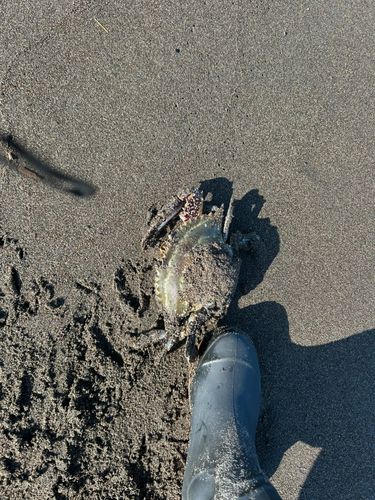 カニの釣果