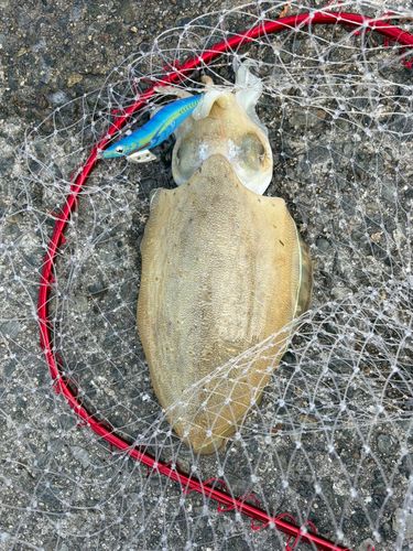 モンゴウイカの釣果