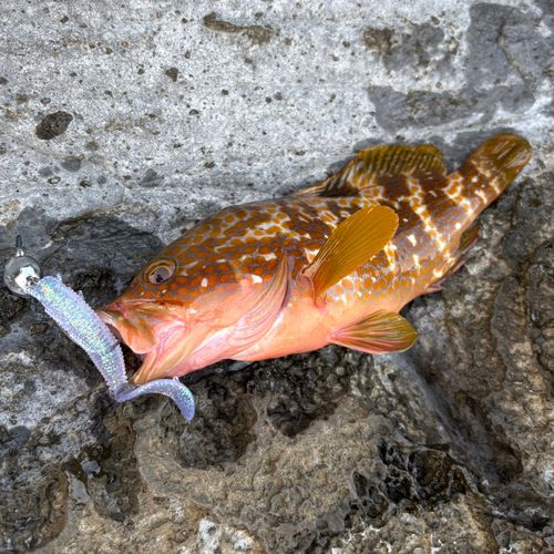 アコウの釣果
