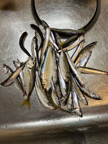 アジの釣果