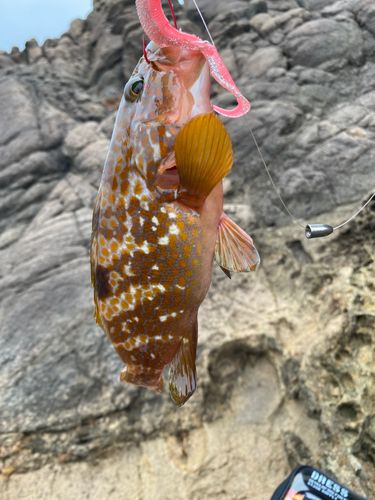 キジハタの釣果