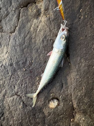 サバの釣果
