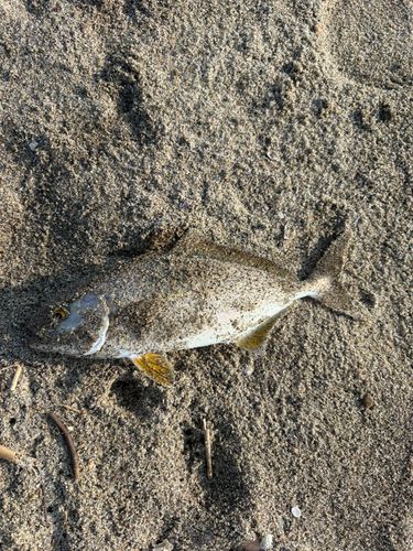 ショゴの釣果