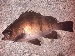 メバルの釣果