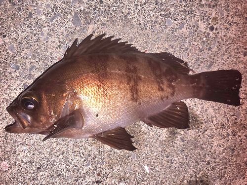 メバルの釣果