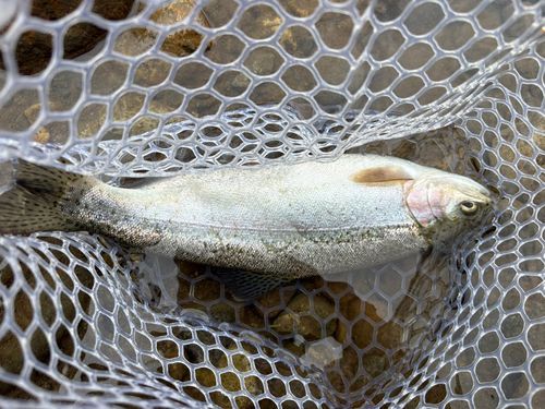 ニジマスの釣果