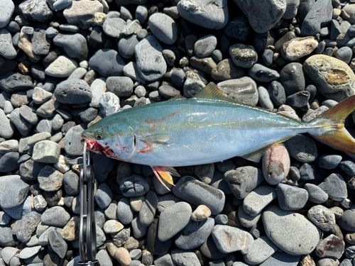 イナダの釣果