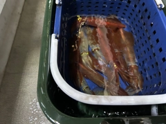 ケンサキイカの釣果
