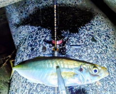 マルアジの釣果