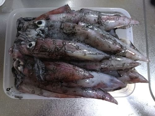 ケンサキイカの釣果