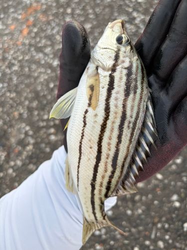 釣果