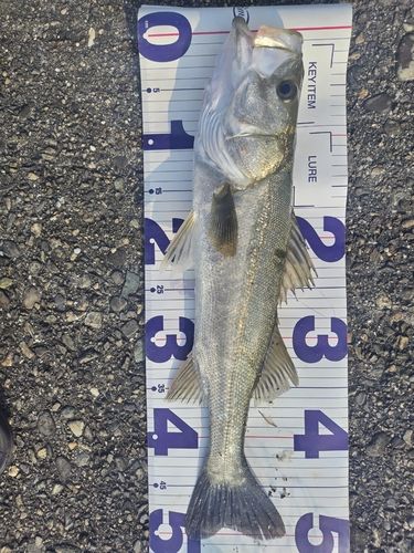 スズキの釣果