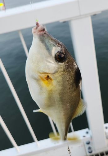 ギマの釣果