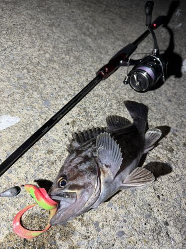 クロソイの釣果