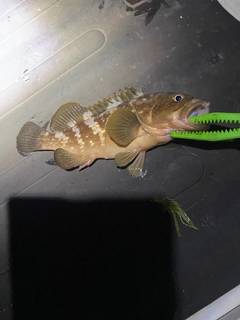 アコウの釣果