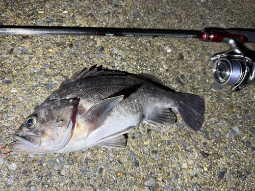 クロソイの釣果