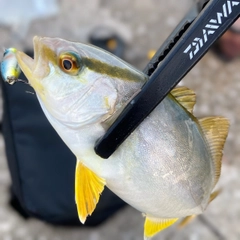 ショゴの釣果