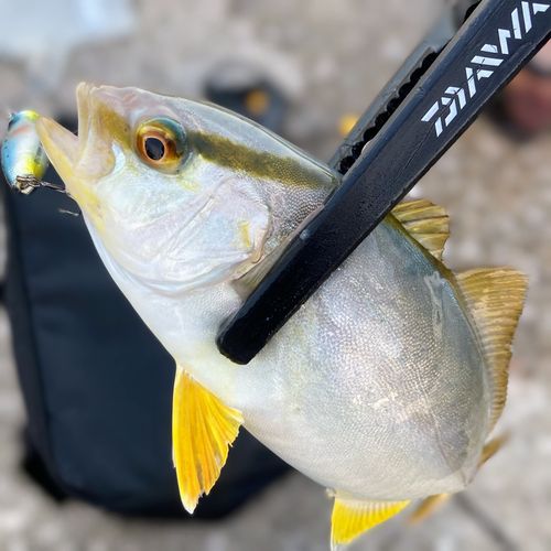 ショゴの釣果
