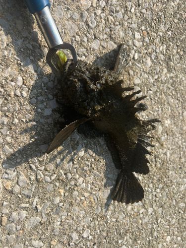オニオコゼの釣果
