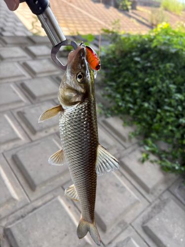 ニゴイの釣果