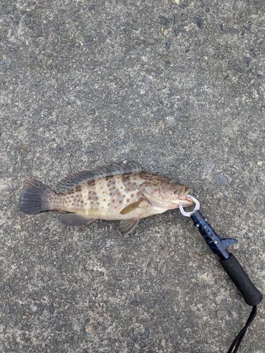 チャイロマルハタの釣果