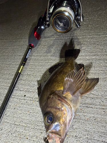 メバルの釣果