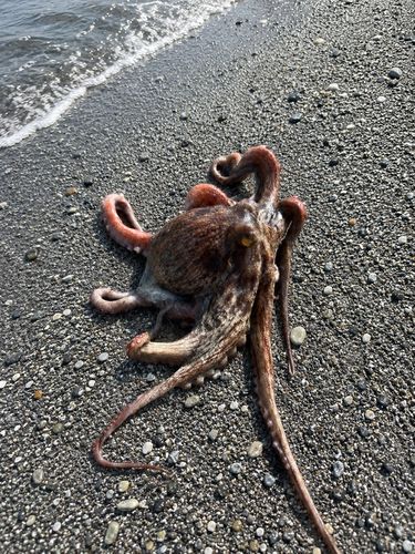 マダコの釣果