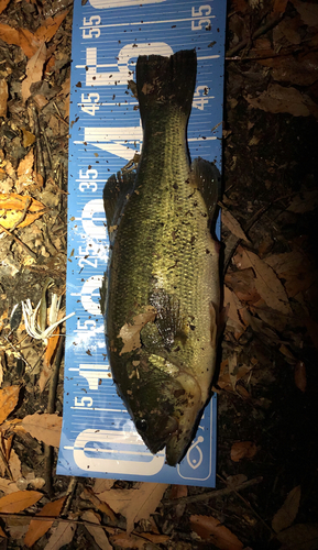 ブラックバスの釣果