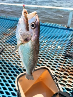 シログチの釣果