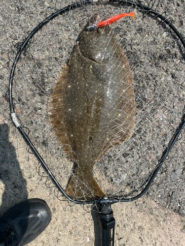 ヒラメの釣果