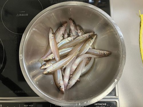 キスの釣果