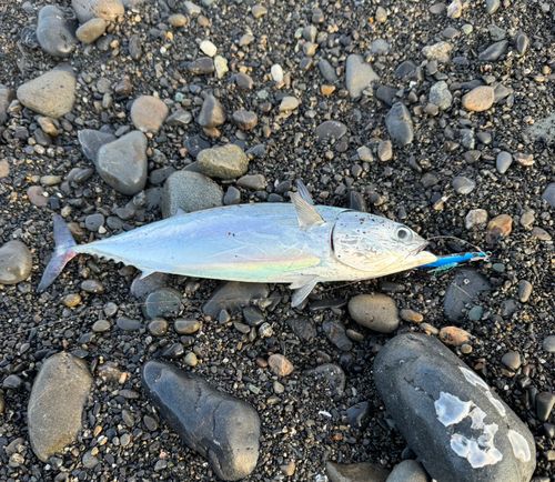 ソウダガツオの釣果