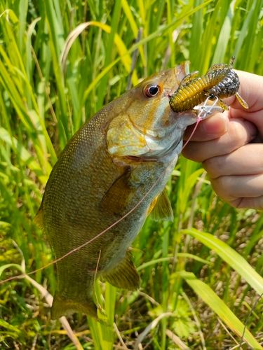 スモールマウスバスの釣果