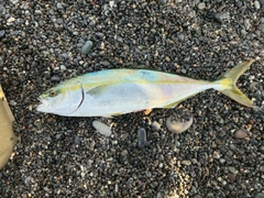 ワカシの釣果