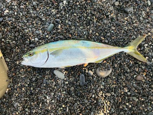 ワカシの釣果