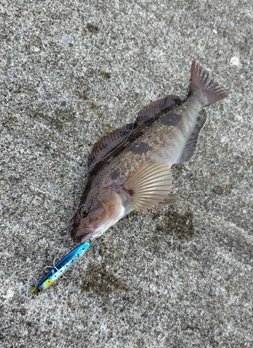 アイナメの釣果