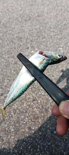 マサバの釣果